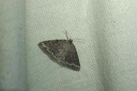 Pseudoterpna coronillaria