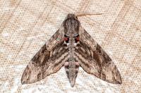 Agrius convolvuli