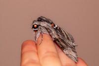Agrius convolvuli