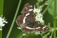 Araschnia levana