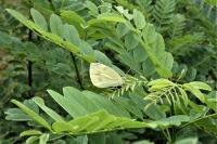 Pieris rapae