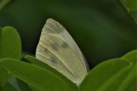 Pieris rapae