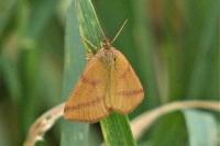 Lythria purpuraria