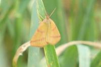 Lythria purpuraria