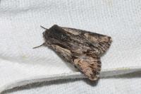Chloantha hyperici
