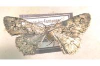 Cleorodes lichenaria