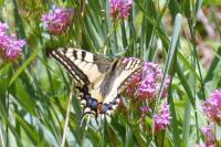 Papilio machaon