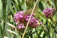 Pieris napi