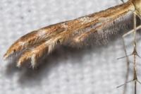 Oxyptilus