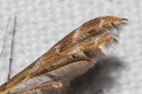 Oxyptilus