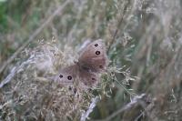 Minois dryas