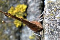 Polygonia c-album