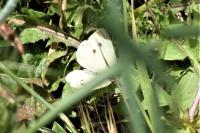 Pieris rapae