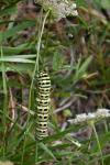Papilio machaon