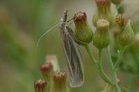 Crambus perlellus
