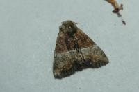Mesoligia furuncula