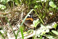 Vanessa atalanta