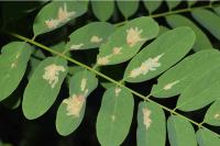 Parectopa robiniella