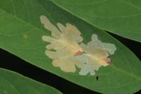 Parectopa robiniella