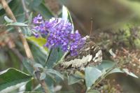 Brintesia circe