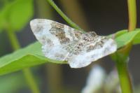 Epirrhoe alternata