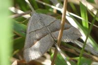 Scotopteryx