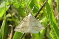 Aspitates ochrearia