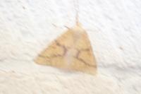 Aspitates ochrearia