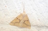 Aspitates ochrearia