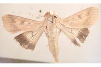 Helicoverpa armigera