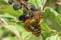 Apatura ilia