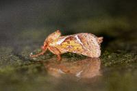 Triodia sylvina