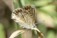 Polyommatus icarus