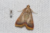 Hypsopygia costalis