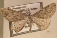 Cleorodes lichenaria
