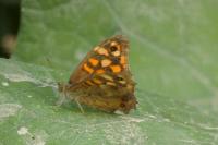 Pararge aegeria