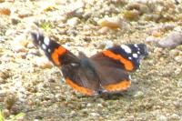 Vanessa atalanta