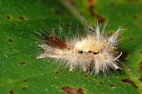Calliteara pudibunda