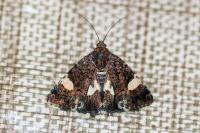 Tyta luctuosa