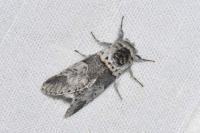 Furcula bifida