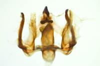 Furcula bifida