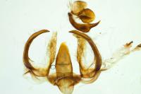 Furcula bifida