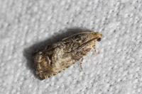 Cydia splendana
