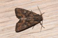 Mniotype solieri