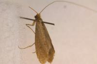 Nematopogon metaxella