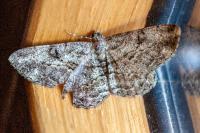 Peribatodes rhomboidaria rhomboidaria