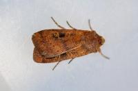 Xestia xanthographa