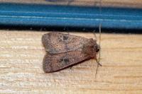 Xestia xanthographa