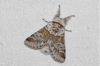 Furcula furcula