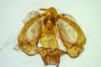 Furcula furcula